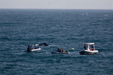 Whale Rescue Burleigh Heads_10132009 (181) | Whale Rescue Bu… | Flickr