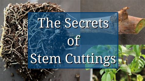 The Secrets of Stem Cuttings Propagation - YouTube