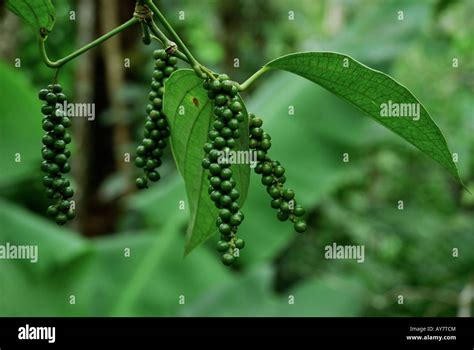 Black pepper in pepper plant Stock Photo - Alamy