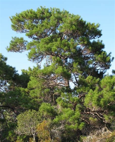 9 Typical Types of Pine Trees in Florida - ProGardenTips