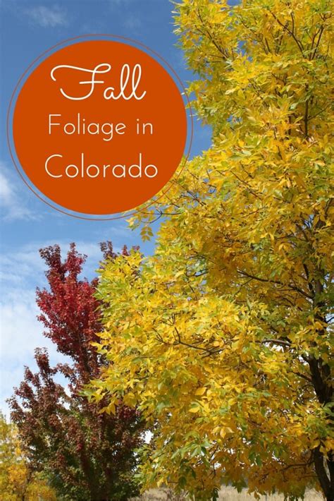 Fall Foliage in Colorado