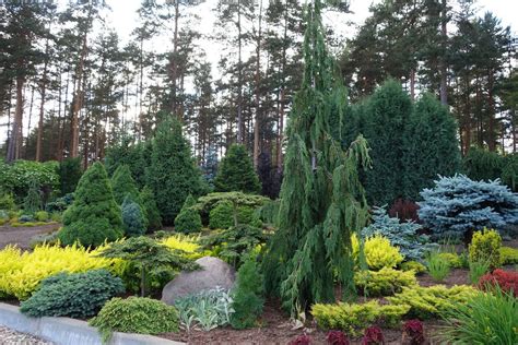 https://www.facebook.com/pages/baltezerslv | Conifers garden, Evergreen landscape, Garden ...