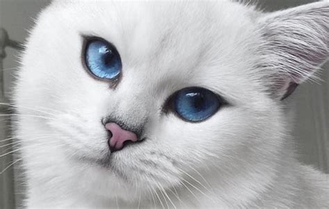 This Cat Has the Most Beautiful Eyes - We Love Cats and Kittens