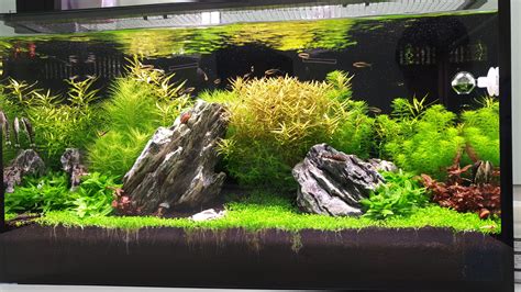 20 gallon office tank | Cichlid Fish Forum