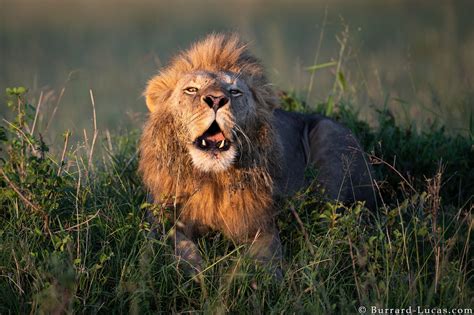 Lion Roaring - Burrard-Lucas Photography