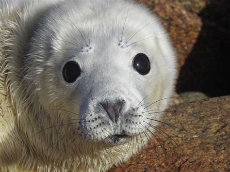 Every feed counts - Cornwall Seal Group Research Trust