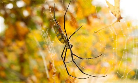 Joro Spider Ballooning: How this Technique Creates Flying Spiders - A-Z ...