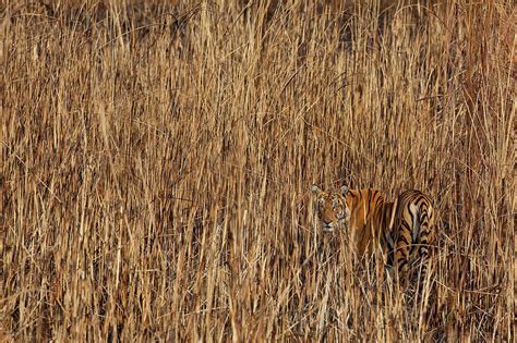 Tiger Camouflaged Amongst Tall Grass, Assam, India Photograph by ...