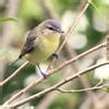 Philadelphia Vireo | Audubon Field Guide