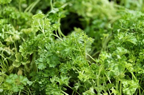 Growing Parsley Indoors | Herbs, Growing parsley, Psoriasis