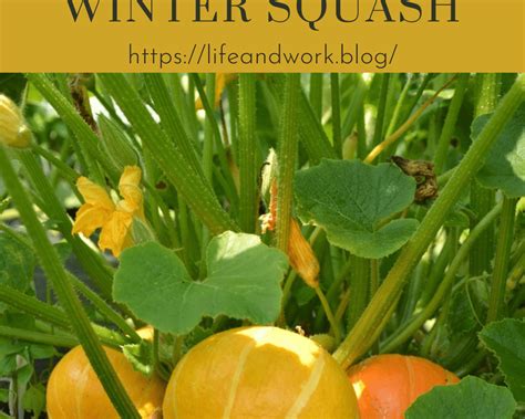 Tips For Growing Summer and Winter Squash