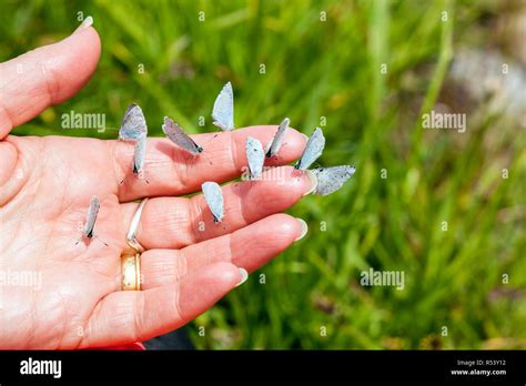 Handful of butterflies hi-res stock photography and images - Alamy