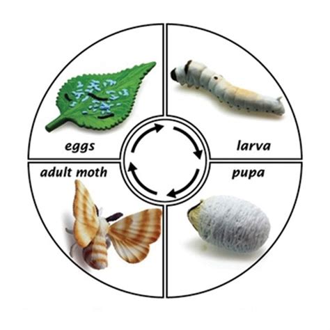 Lesson 3 - Insect Life Cycles - Silkworms - Life Cycles: Exploring the lives of Plants and Animals