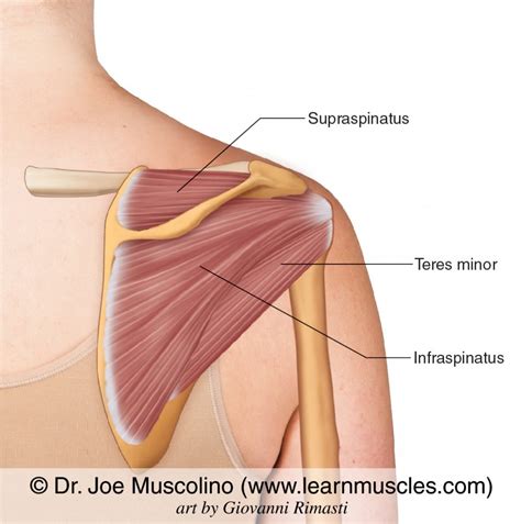 Rotator Cuff Group - Learn Muscles