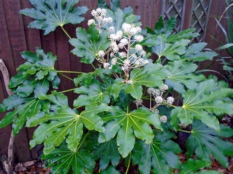 Fatsia japonica - Wikiwand