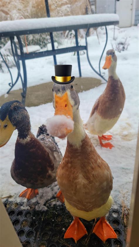 Top hat for Chuck! : r/duck