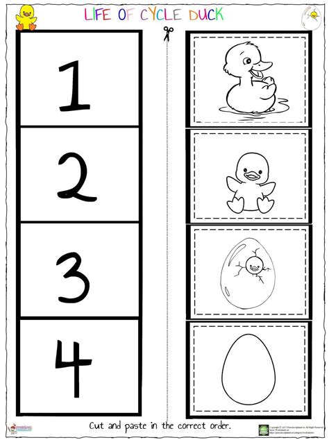 Life of Cycle Duck Worksheet – Preschoolplanet in 2020 | Fun worksheets for kids, Kids math ...