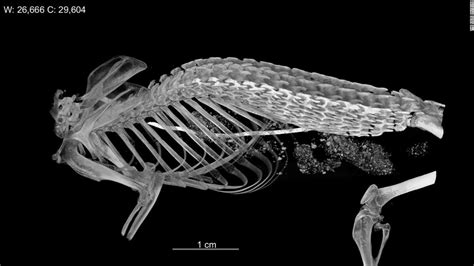 Hero shrews have strong, interlocking spines unlike any other animal, study says - CNN