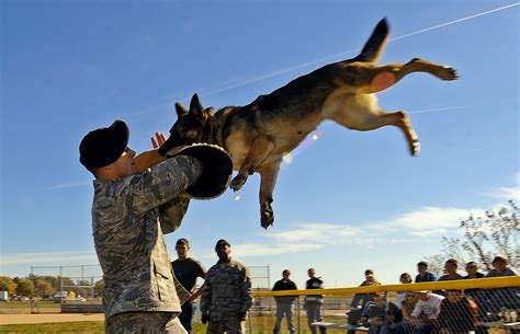 File:Military dog handler demonstrates attack dog.jpg