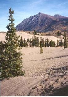 Plants of the Carcross Desert (Carcross Dunes)