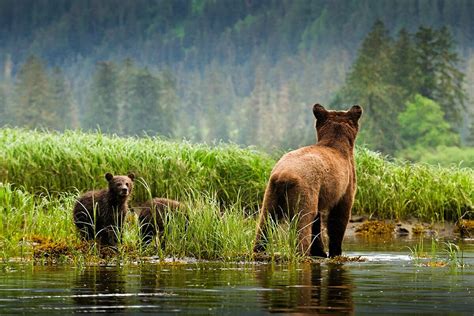 Great Bear Rainforest and Haida Gwaii | Coast Funds