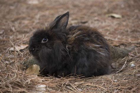 Rabbit HQ: The Jersey Wooly Rabbit - LittleFurryPets