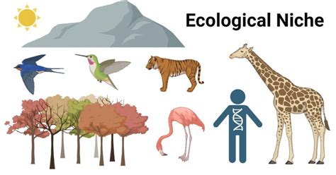 Ecological Niche- Definition, Components, Types, Examples