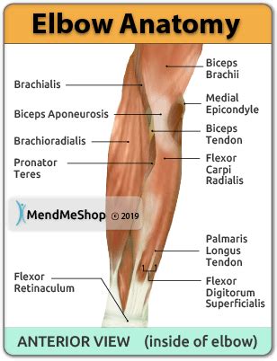 Anatomy of the Elbow