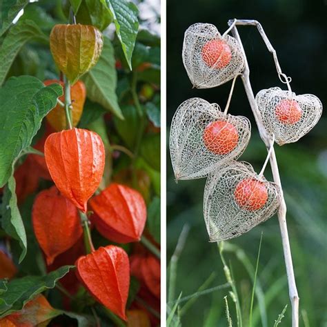 How to Grow a Chinese Lantern Plant for Pops of Color | Taste of Home