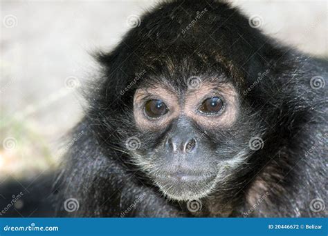 Black-headed spider monkey stock photo. Image of headed - 20446672