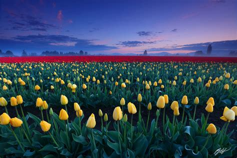 F353 Sunrise Tulip Fields, Skagit Valley, Washington | Randall J Hodges ...