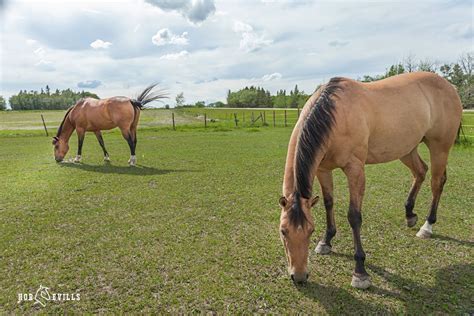 350+ Ideal Tan Horse Names for Brown Horses (Stallions & Mares)