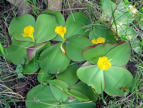 West African Plants - A Photo Guide - Costus spectabilis (Fenzl) K.Schum.