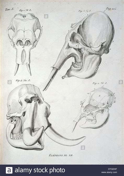 Elephant Skull Drawing at GetDrawings | Free download