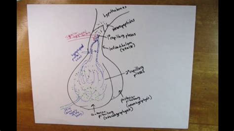 Endocrine hypophyseal portal system - YouTube