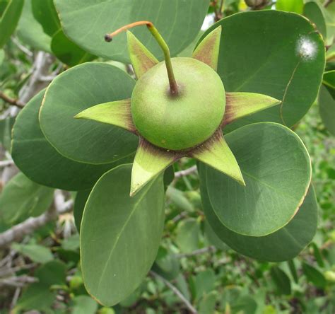 Sonneratia alba - fruit | The fruit of Sonneratia alba. Pemb… | Flickr