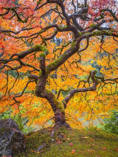 Vertical Backlit Japanese Maple Tree Red Orange Yellow Autumn Leaves ...