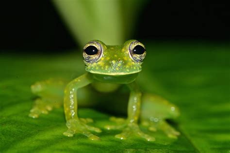 Glass frogs have a previously unknown form of camouflage • Earth.com