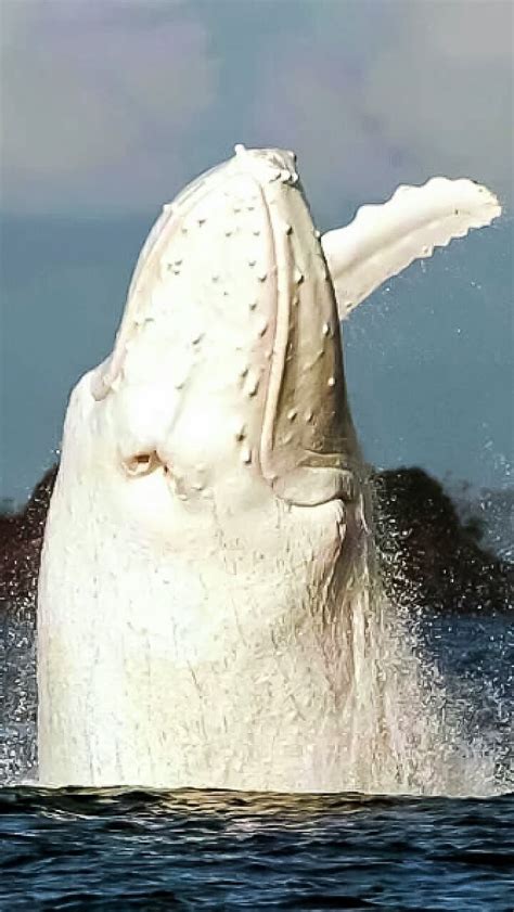 Migaloo, the only known all- white humpback whale, was photographed in the great barrier reef ...