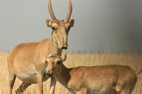 Kasachstan: 350 bedrohte Saiga-Antilopen durch Blitzschlag getötet