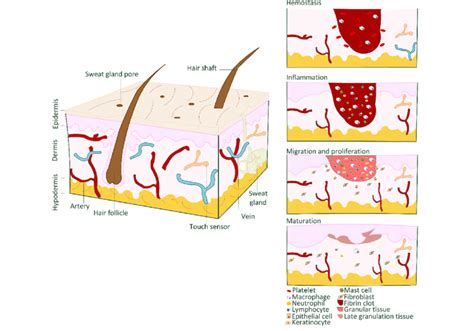 [DIAGRAM] Body Diagram Wound Healing - MYDIAGRAM.ONLINE