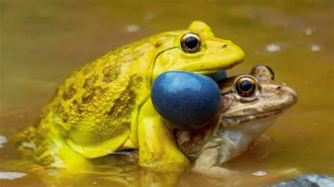 Indian Bullfrog (Hoplobatrachus Tigerinus)Bullfrog Mating - YouTube