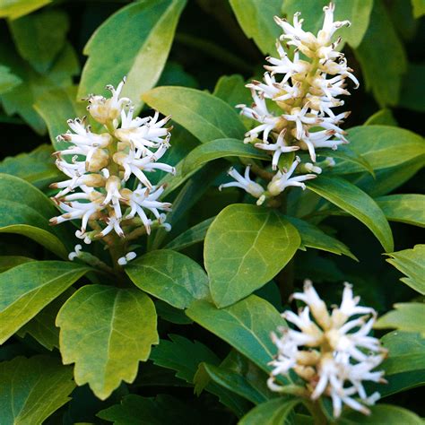 Pachysandra 'Terminalis' - Japanese Spurge | GardenersDream