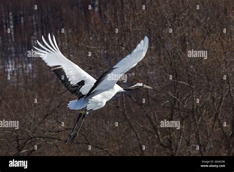 A red-crowned crane flying against trees Stock Photo - Alamy