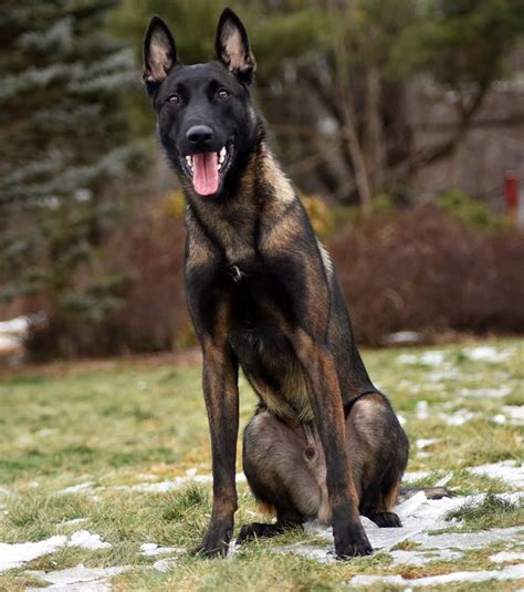 Voodoo, a stunning male malinois. www.protectiondogsplus.com | Belgian malinois dog, Malinois ...