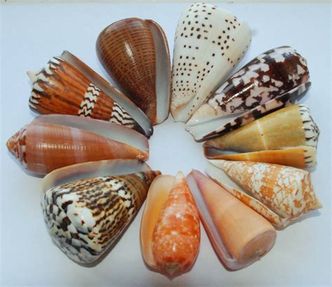 Cone snails gallery - News and events, The University of York