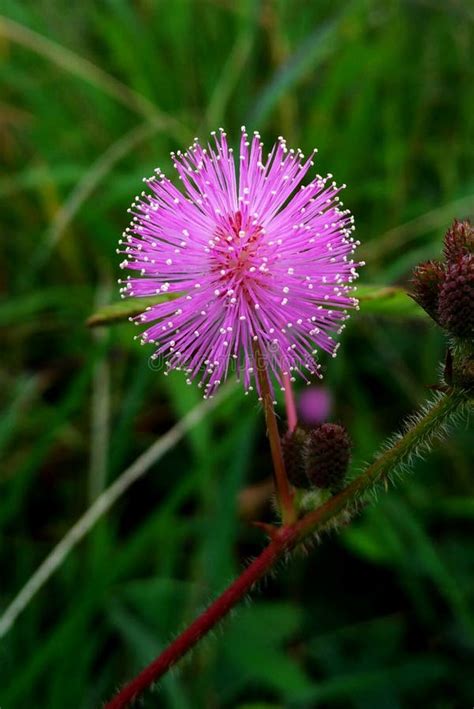 Touch Me Not Flower. Shameplant Stock Image - Image of garden, botanical: 140862211