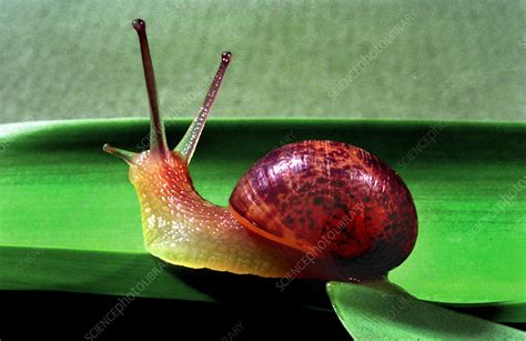 Garden Snail - Stock Image - C011/8049 - Science Photo Library