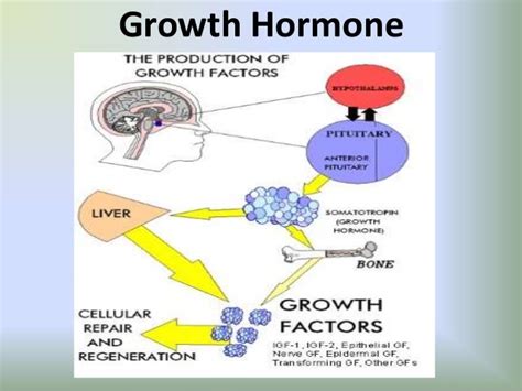 Growth hormone