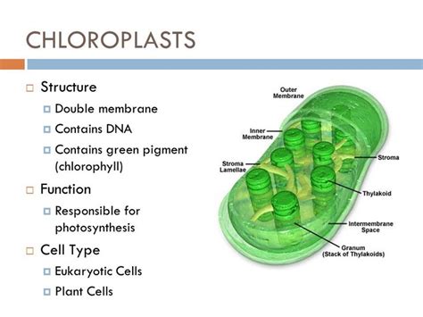 structure function relationship of chloroplast cell | Structure and function, Photosynthesis ...